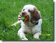 Clumber Spaniel