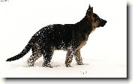 German Shepherd Dog