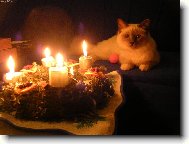 Sacred Birman