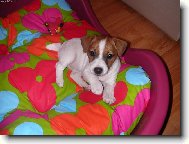 Jack Russell Terrier