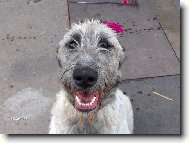 Irish Wolfhound