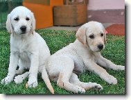 Labrador Retriever