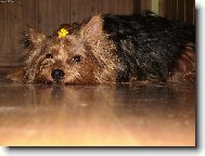 Jorkrsk terier, Yorkshire Terrier,