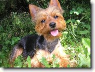 Jorkrsk terier, Yorkshire Terrier,