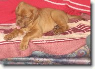 Dogue de Bordeaux