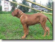 Dogue de Bordeaux