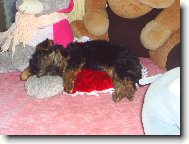 Jorkrsk terier, Yorkshire Terrier,