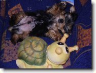 Jorkrsk terier, Yorkshire Terrier,