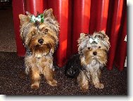 Jorkrsk terier, Yorkshire Terrier,