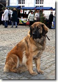 Anatolian Shepherd Dog, Anatolian Karabash Dog