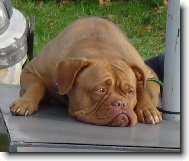 Dogue de Bordeaux