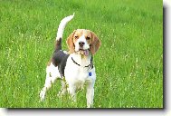 Beagle