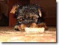 Jorkrsk terier, Yorkshire Terrier,