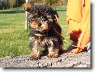 Jorkrsk terier, Yorkshire Terrier,