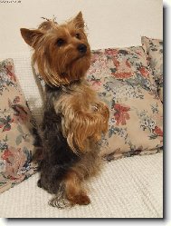 Jorkrsk terier, Yorkshire Terrier,