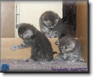 British shorthairs cat