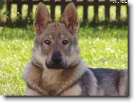 Czechoslovakian wolfdog