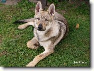 Czechoslovakian wolfdog