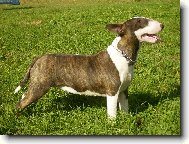 Bull Terrier