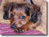 Dachshund