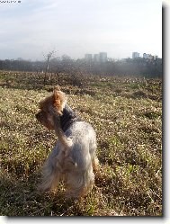 Jorkrsk terier, Yorkshire Terrier,