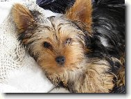 Jorkrsk terier, Yorkshire Terrier,