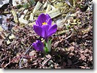 Crocus