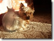 Jorkrsk terier, Yorkshire Terrier,