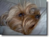 Yorkshire terrier \\\\\(Dog standard\\\\\)