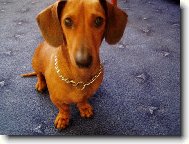 Dachshund