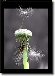 Taraxacum officinale