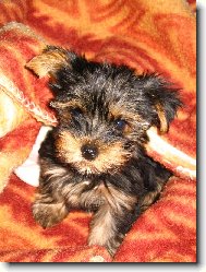 Jorkrsk terier, Yorkshire Terrier,