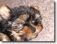 Jorkrsk terier, Yorkshire Terrier,