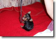 Jorkrsk terier, Yorkshire Terrier,