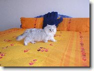 Persian cat