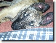 Dutch Shepherd Dog