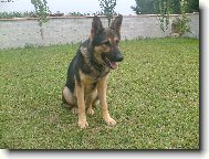 German Shepherd Dog