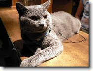 Blue-point cat