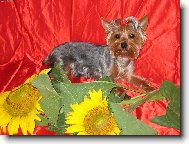 Jorkrsk terier, Yorkshire Terrier,