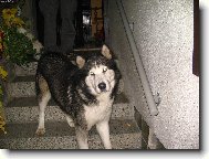 Alaskan malamute \\\\\(Dog standard\\\\\)