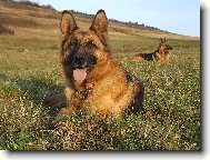 German Shepherd Dog