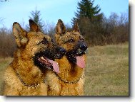 German Shepherd Dog