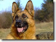 German Shepherd Dog