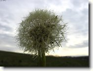 Taraxacum officinale