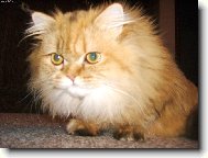 Persian cat