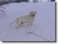 Labrador Retriever