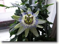 Passiflora caerulea