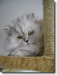 Persian cat