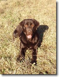 Labrador Retriever