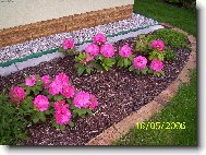 Rhododendron, Azalea